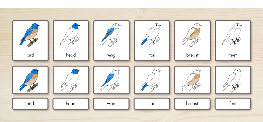 Parts of a Bird Nomenclature Cards