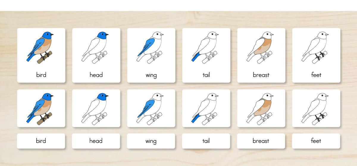 Parts of a Bird Nomenclature Cards