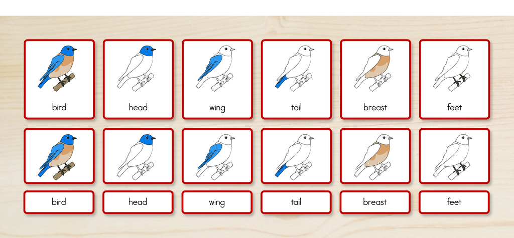 Parts of a Bird Nomenclature Cards