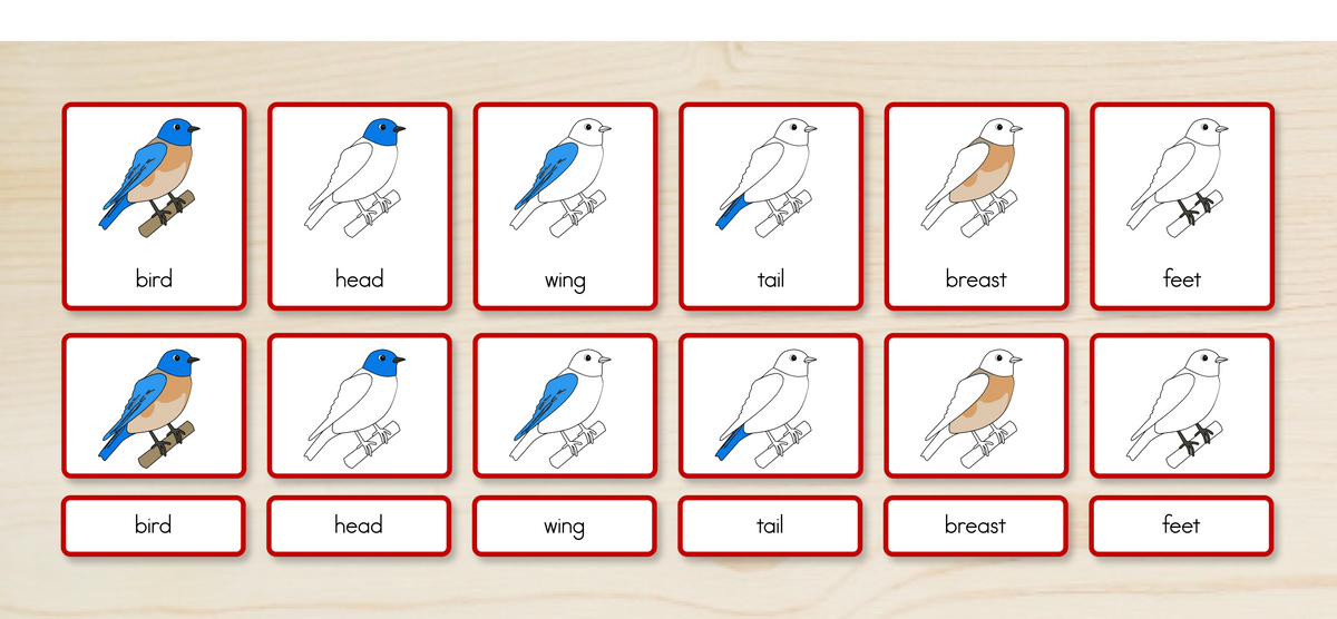Parts of a Bird Nomenclature Cards