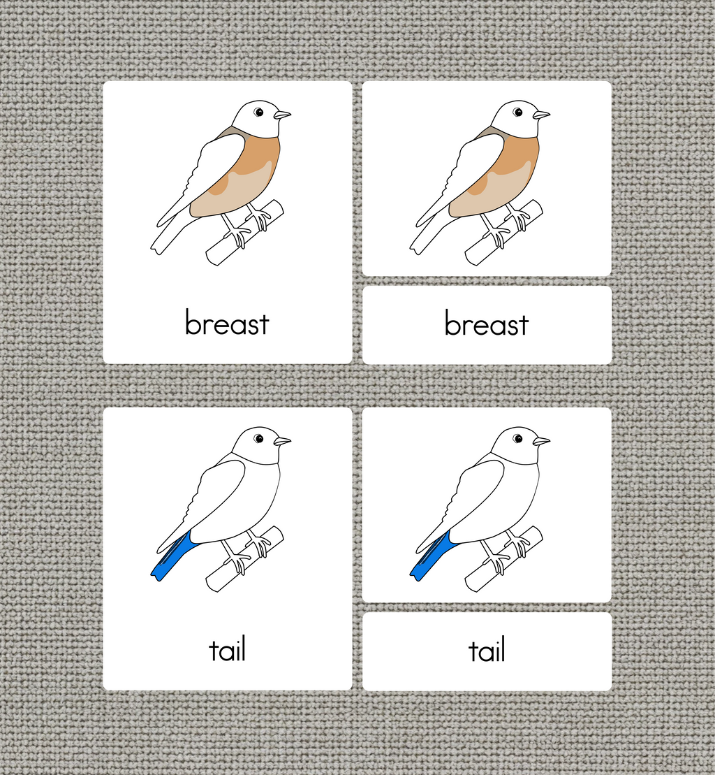 Parts of a Bird Nomenclature Cards