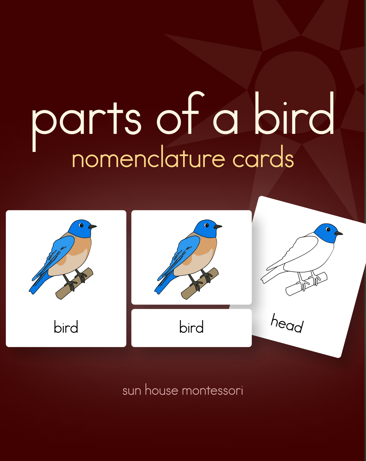Parts of a Bird Nomenclature Cards