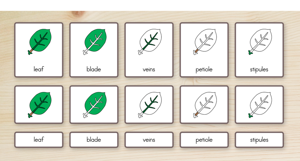 Parts of a Leaf Nomenclature Cards