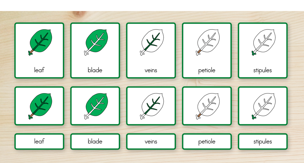 Parts of a Leaf Nomenclature Cards