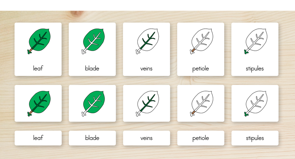 Parts of a Leaf Nomenclature Cards