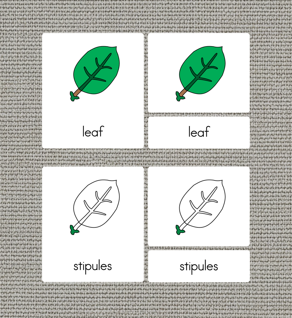 Parts of a Leaf Nomenclature Cards