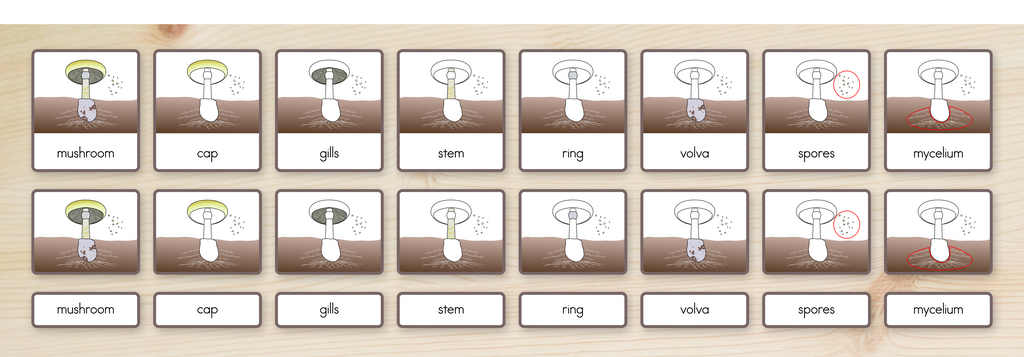 Parts of a Mushroom Nomenclature Cards