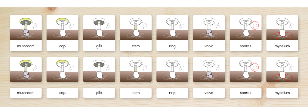 Parts of a Mushroom Nomenclature Cards