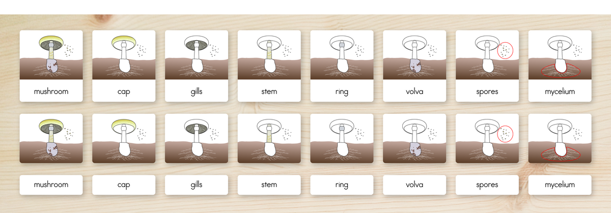 Parts of a Mushroom Nomenclature Cards