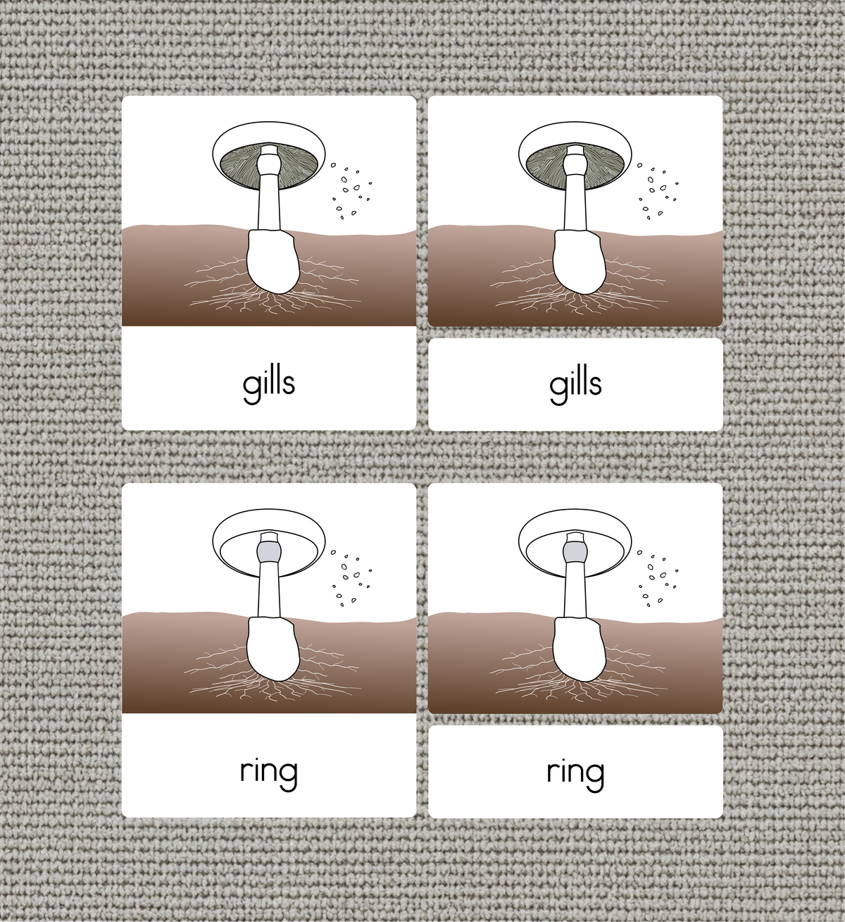 Parts of a Mushroom Nomenclature Cards