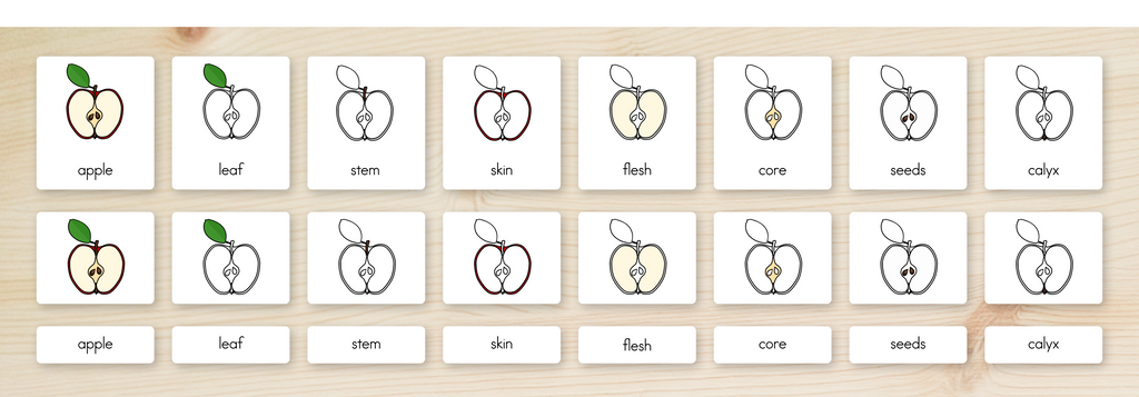 Parts of an Apple Nomenclature Cards