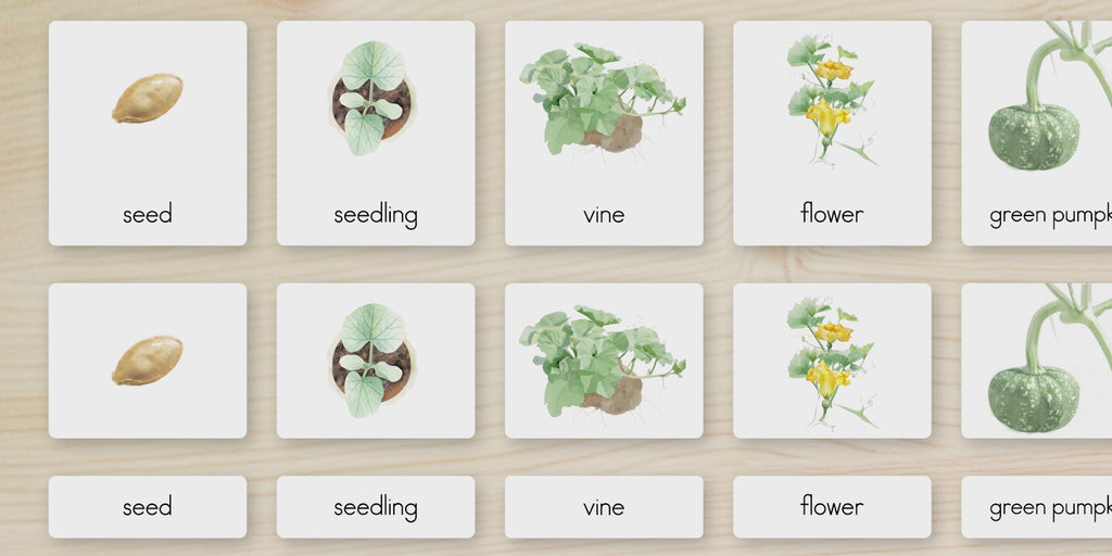 Life Cycle of a Pumpkin Nomenclature Cards