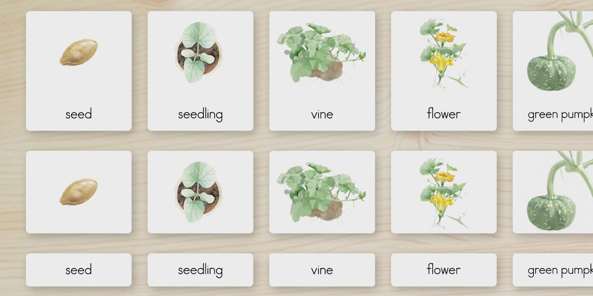 Life Cycle of a Pumpkin Nomenclature Cards