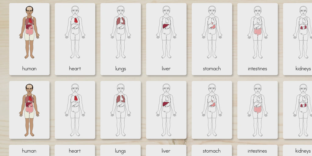 Human Body Parts (Internal) Nomenclature Cards