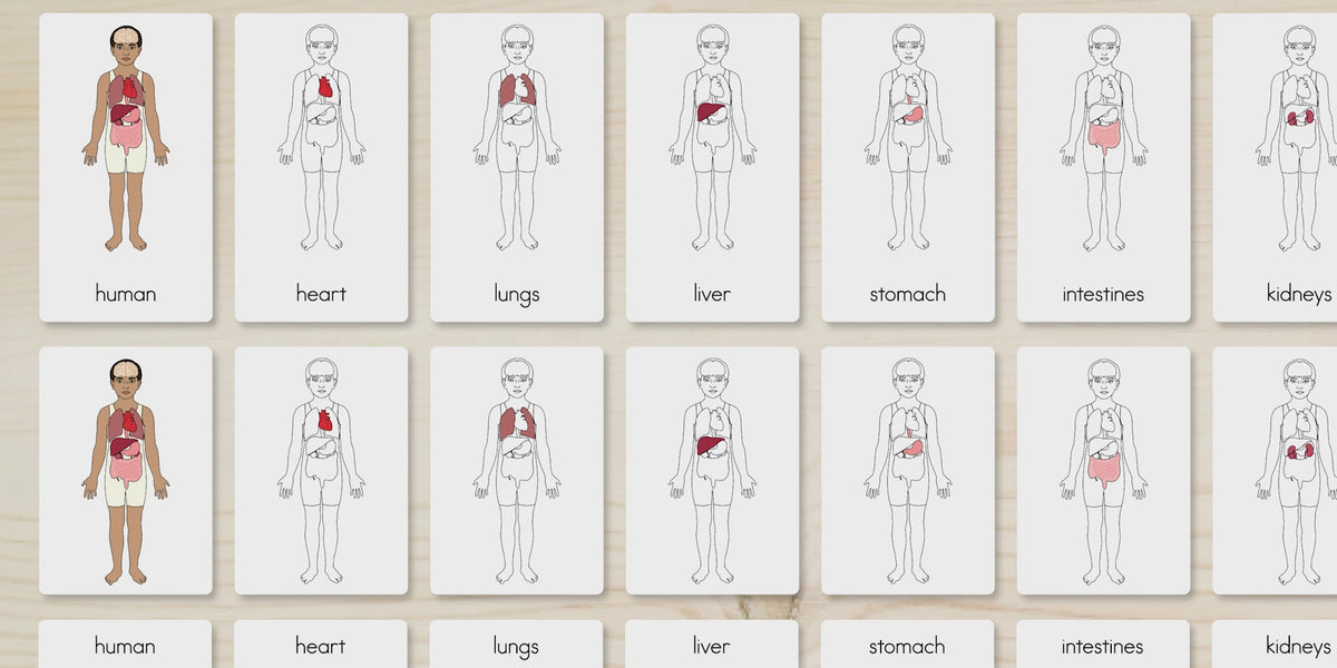 Human Body Parts (Internal) Nomenclature Cards