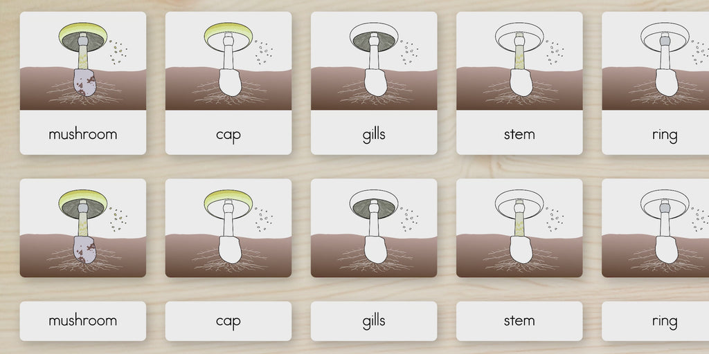 Parts of a Mushroom Nomenclature Cards
