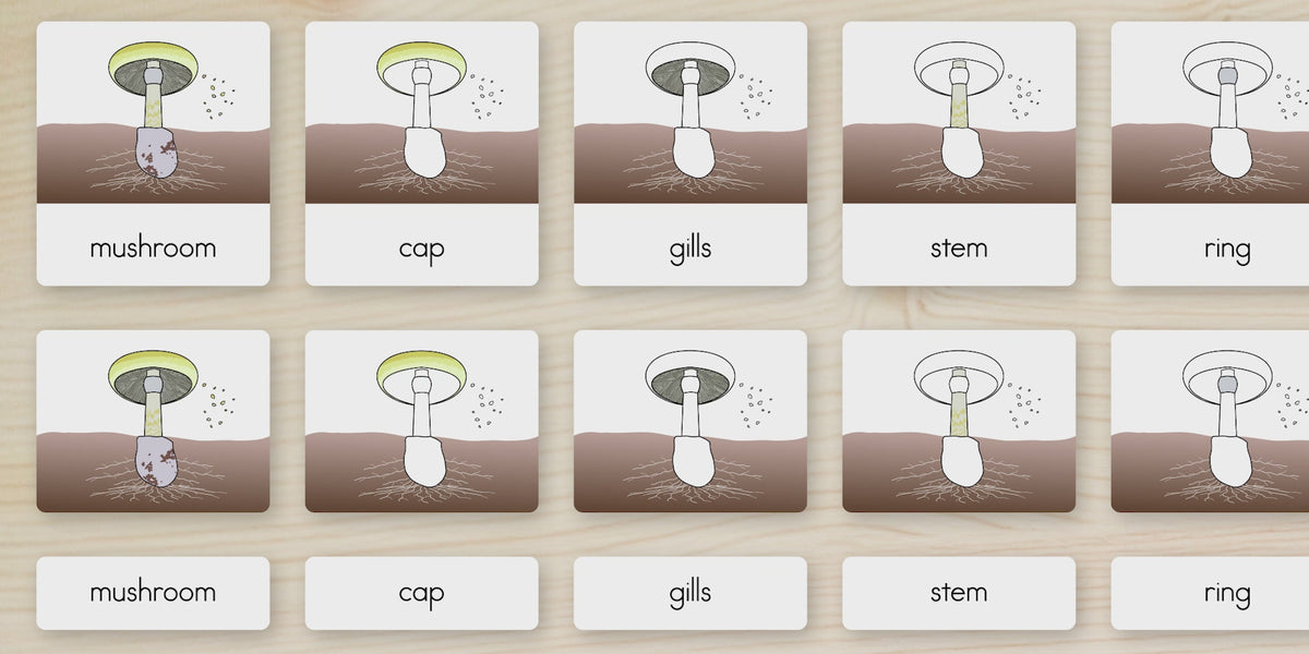 Parts of a Mushroom Nomenclature Cards