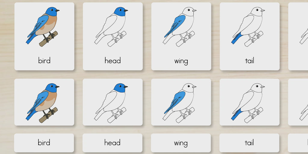 Parts of a Bird Nomenclature Cards