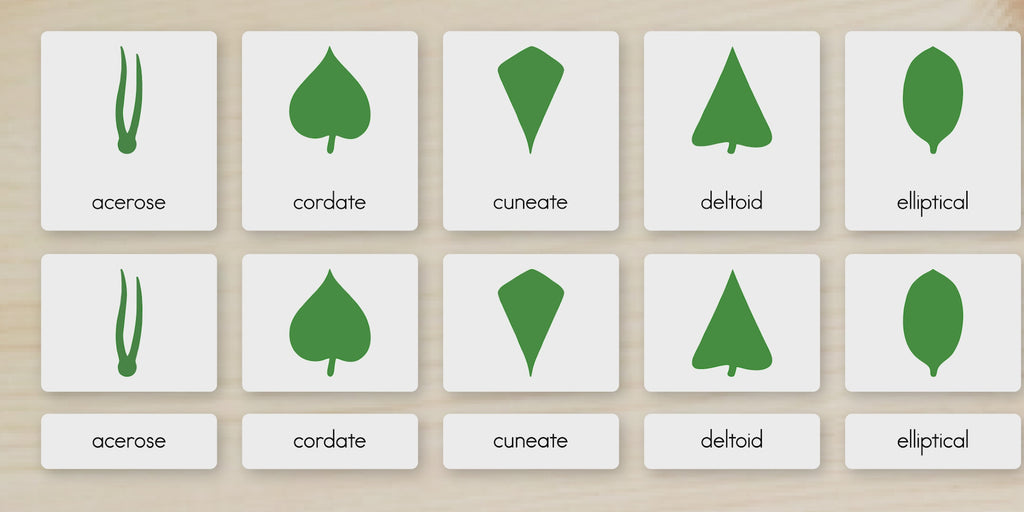 Botany Cabinet Nomenclature Cards