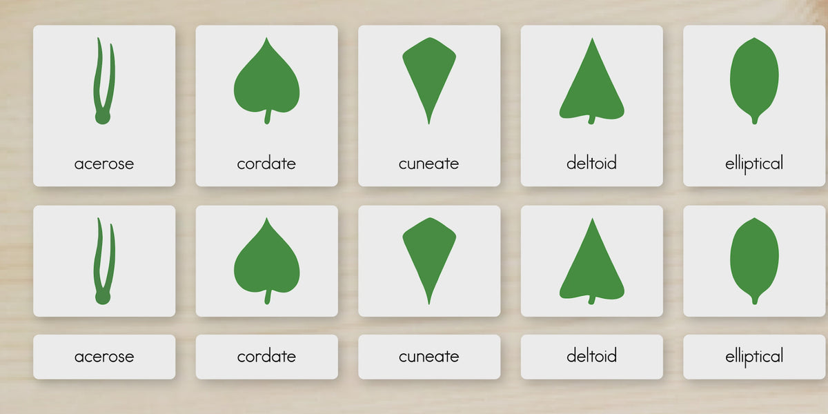 Botany Cabinet Nomenclature Cards