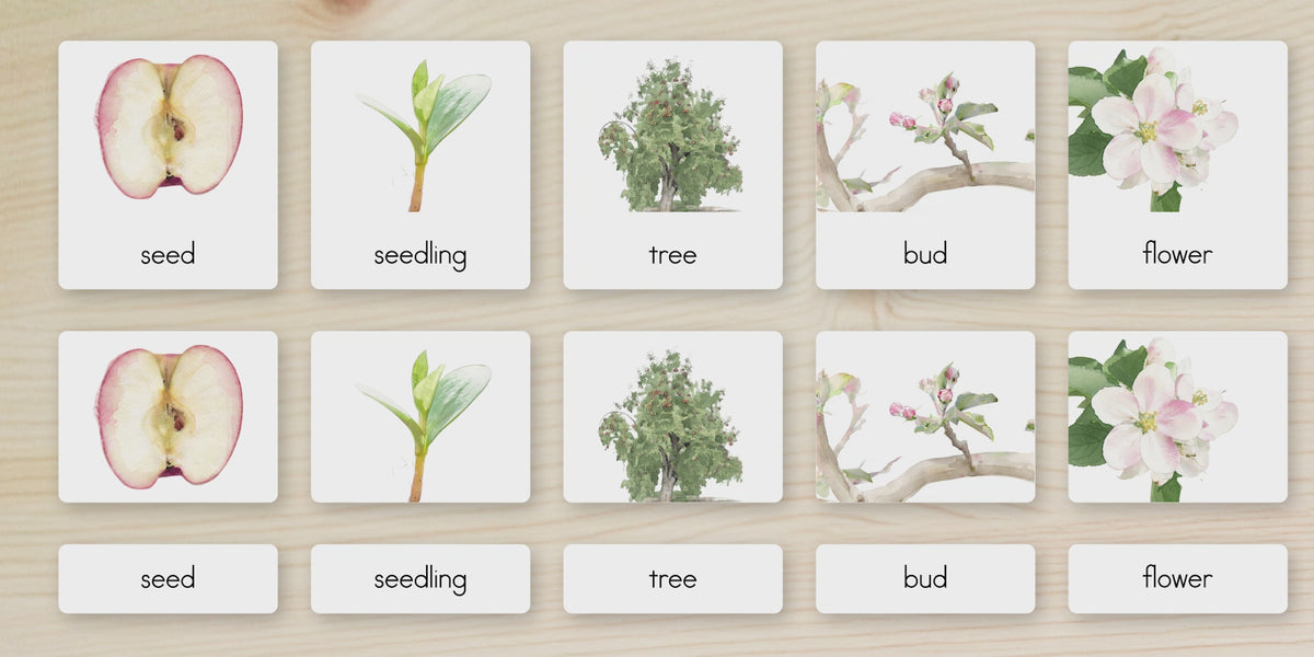 Life Cycle of an Apple Nomenclature Cards