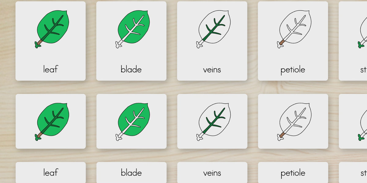 Parts of a Leaf Nomenclature Cards